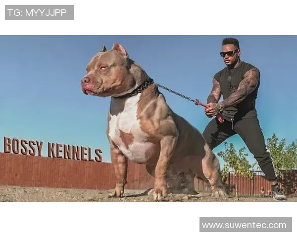 狗狗与足球的欢乐对决：一场不可思议的抢球比赛